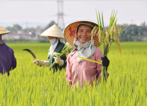 Gạo Hom Mali của Thái Lan đạt giải ‘Gạo ngon nhất thế giới năm 2021’