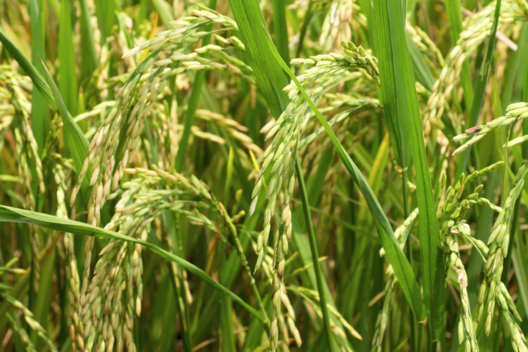Sản xuất gạo của Campuchia phục hồi
