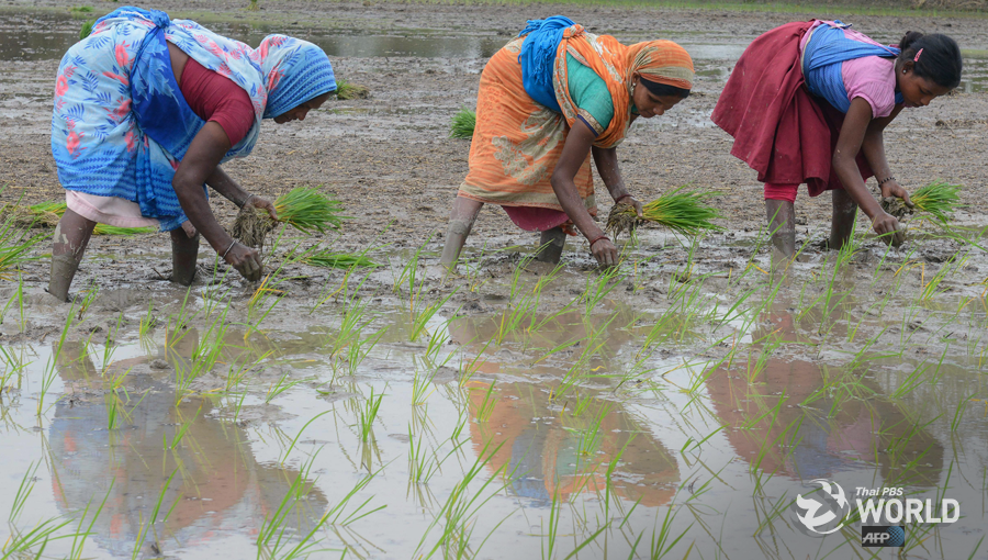 Ấn Độ gia hạn xuất khẩu gạo tấm tới hết tháng 9